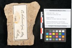 Foto (Objekt + Etikett) von Cinnamomum scheuchzeri Heer (NHMW-GEO-2024-0188-11405)